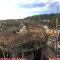 18_10-nest.jpg