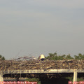 18_15-mast.jpg