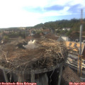 18_15-nest.jpg