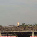 18_20-mast.jpg