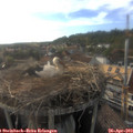 18_20-nest.jpg