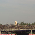 18_25-mast.jpg
