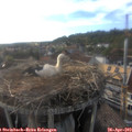18_25-nest.jpg