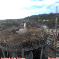 18_30-nest.jpg