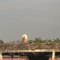 18_40-mast.jpg