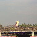 18_45-mast.jpg