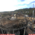 18_45-nest.jpg