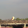 18_50-mast.jpg