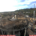 18_50-nest.jpg