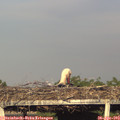 18_55-mast.jpg