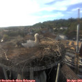 18_55-nest.jpg