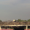 19_00-mast.jpg