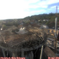 19_00-nest.jpg