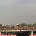 19_05-mast.jpg