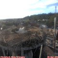 19_05-nest.jpg