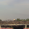 19_10-mast.jpg