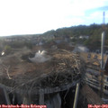 19_10-nest.jpg