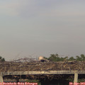 19_15-mast.jpg