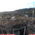 19_15-nest.jpg