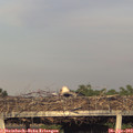 19_20-mast.jpg