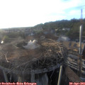 19_20-nest.jpg