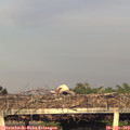 19_25-mast.jpg