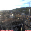 19_25-nest.jpg
