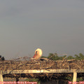 19_40-mast.jpg