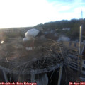 19_50-nest.jpg