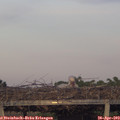 19_55-mast.jpg