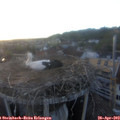 20_05-nest.jpg