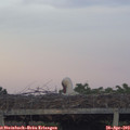 20_10-mast.jpg