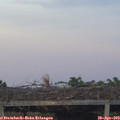 20_15-mast.jpg