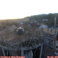 20_15-nest.jpg