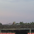 20_20-mast.jpg