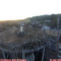 20_20-nest.jpg