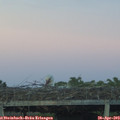 20_25-mast.jpg