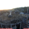 20_25-nest.jpg