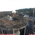 06_10-nest.jpg