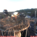 06_15-nest.jpg
