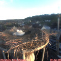 06_20-nest.jpg