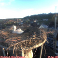 06_25-nest.jpg