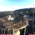 06_30-nest.jpg