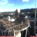 06_50-nest.jpg