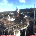 06_55-nest.jpg