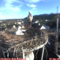 07_05-nest.jpg