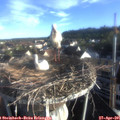 07_10-nest.jpg