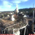 07_15-nest.jpg