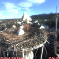 07_20-nest.jpg