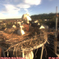 07_25-nest.jpg